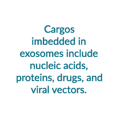  Cargos imbedded in exosomes include nucleic acids, proteins, drugs, and viral vectors. 