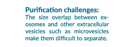 Purification challenges: The size overlap between exosomes and other extracellular vesicles such as microvesicles mak...